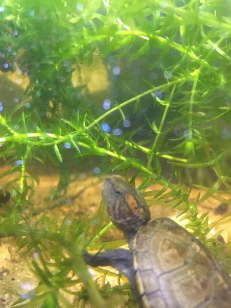 Kinosternon cruentatum - Rotwangen-Klappschildkröte Nachzucht in Wasserpest Wasserpflanze