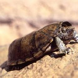 Beschreibung und Informationen zur Haltung einer Sternotherus depressus - Flache Moschusschildkröte Beschreibung und Informationen zur Haltung einer Sternotherus depressus - Flache Moschusschildkröte