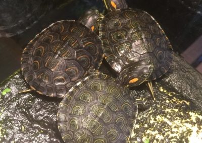 Trachemys callirostris - Kinnflecken-Schmuckschildkröte Nachzuchten