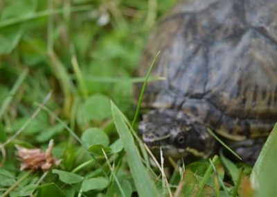 Sternotherus odoratus - Gewöhnliche Moschusschildkröte im Rasen