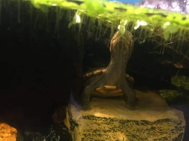Kinosternon cruentatum - Rotwangen-Klappschildkröte Nachzucht holt Luft