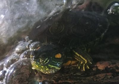 Beschreibung und Informationen zur Haltung einer Trachemys callirostris - Kinnflecken-Schmuckschildkröte