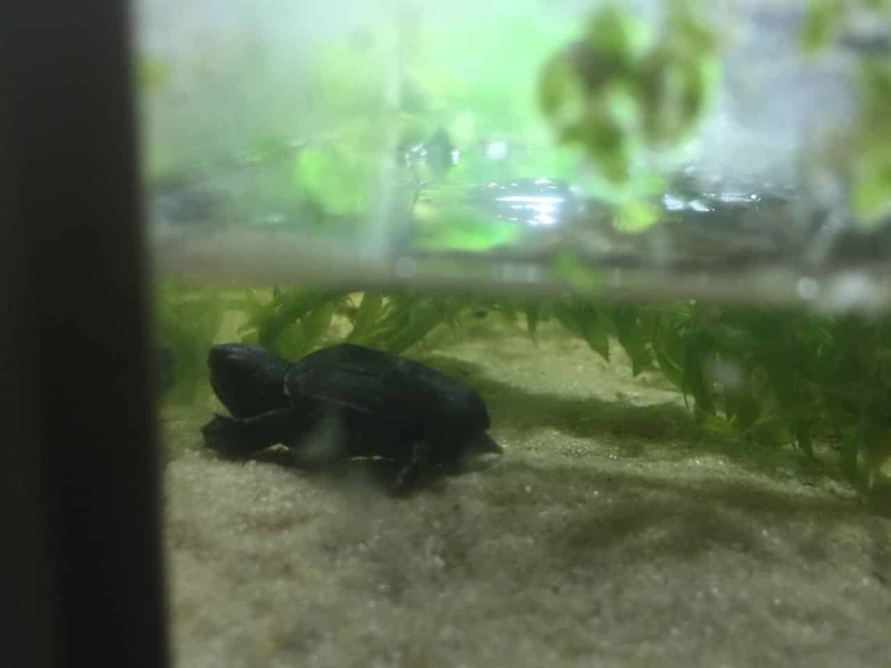 Kinosternon cruentatum - Rotwangen-Klappschildkröte Baby frisch geschlüpft erser Tag im Wasser Oberpanzer