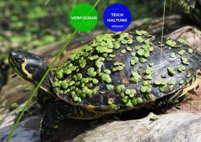 Ausgewachsene Trachemys scripta Arten – Buchstabenschmuckschildkröten Vermittlung