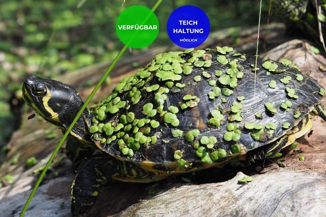 Ausgewachsene Trachemys scripta Arten – Buchstabenschmuckschildkröten Vermittlung