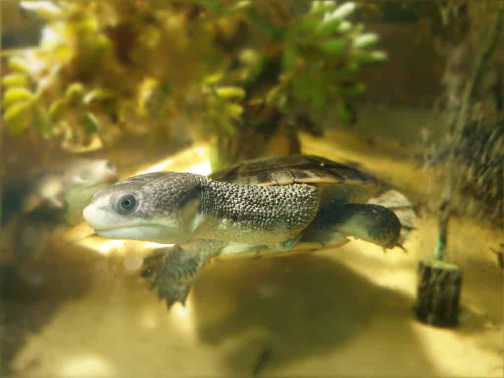 Chelodina novaeguineae adult im Wasser