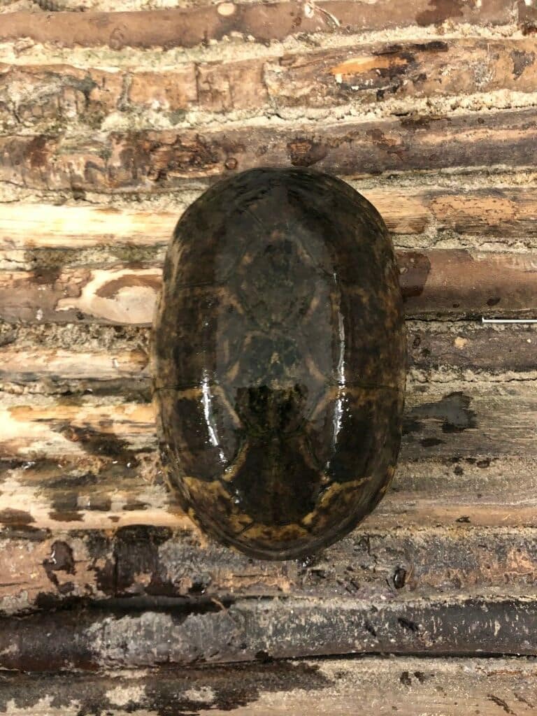 Kinosternon cruentatum - Rotwangen-Klappschildkröte adult erwachsen Männchen Bock Oberpanzer