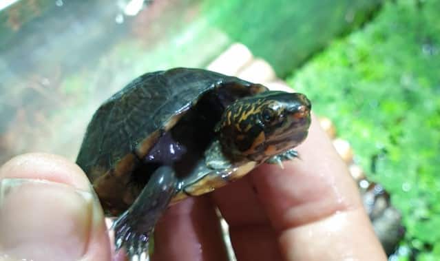 Beschreibung und Informationen zur Haltung einer Kinosternon Albogulare - Weißkehl-Klappschildkröte Beschreibung und Informationen zur Haltung einer Kinosternon Albogulare - Weißkehl-Klappschildkröte