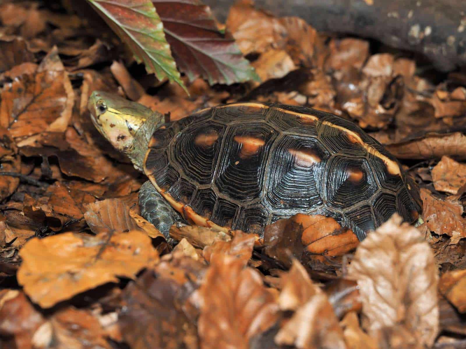 Gelbrand-Scharnierschildkröte - Cuora flavomarginata evelynae adult ausgewachsen Männchen