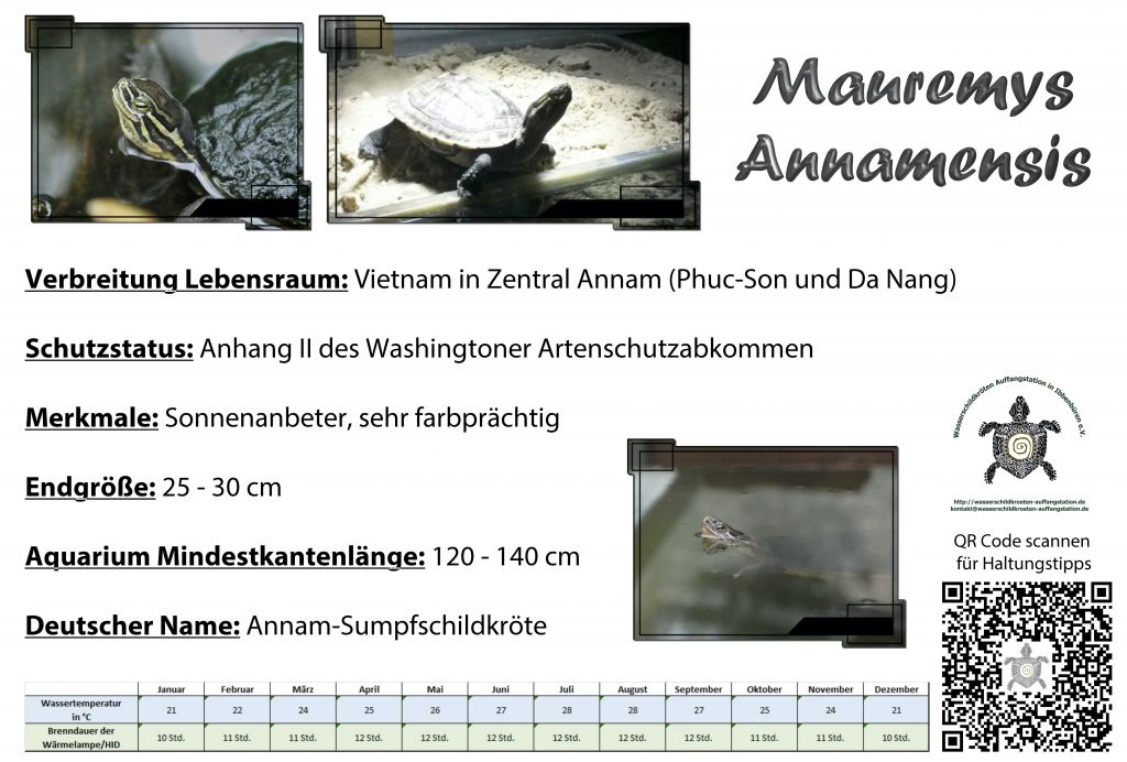 Aquariumschild Mauremys annamensis