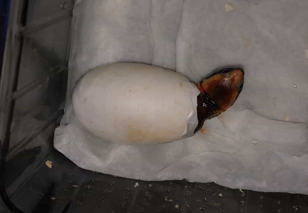Platemys platycephala - Plattschildkröte Nachzucht Baby schlüpft aus dem Ei Kopf schaut raus