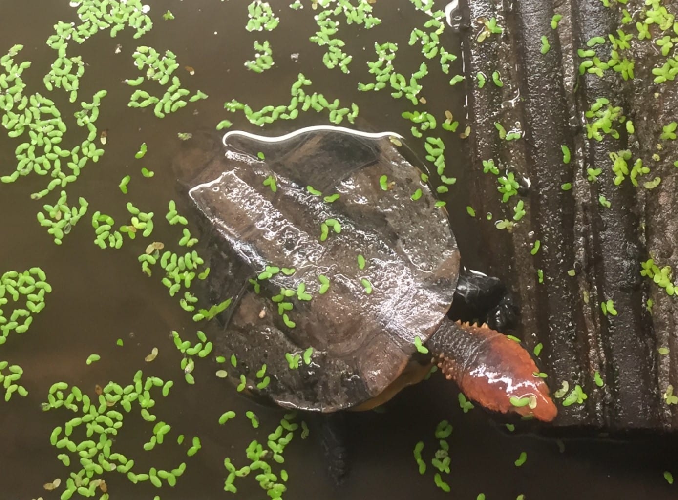 Beschreibung und Informationen zur Haltung einer Platemys platycephala - Plattschildkröte Beschreibung und Informationen zur Haltung einer Platemys platycephala - Plattschildkröte