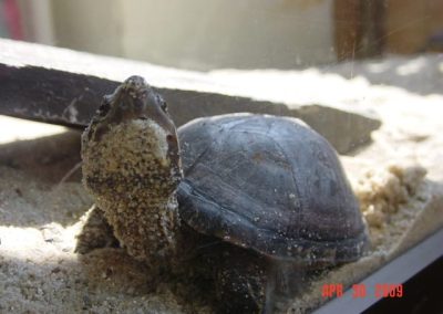 Sternotherus odoratus - Gewöhnliche Moschusschildkröte am Land im Sand