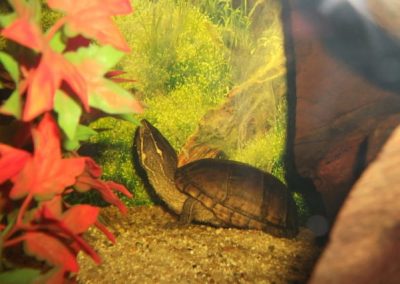 Sternotherus odoratus - Gewöhnliche Moschusschildkröte im Aquarium
