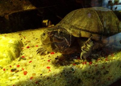 Sternotherus odoratus - Gewöhnliche Moschusschildkröte im Aquarium sehr neugierig