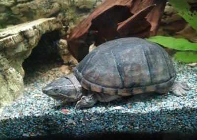 Beschreibung und Informationen zur Haltung einer Sternotherus odoratus - Gewöhnliche Moschusschildkröte