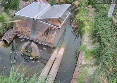 Wasserschildkröten Live Cams im Aussenbereich 1