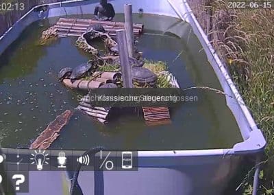 Wasserschildkröten Live Cams im Aussenbereich 3