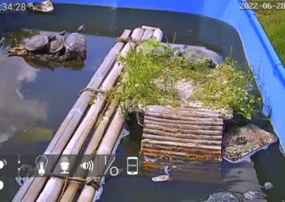 Wasserschildkröten Live Cams im Aussenbereich 4