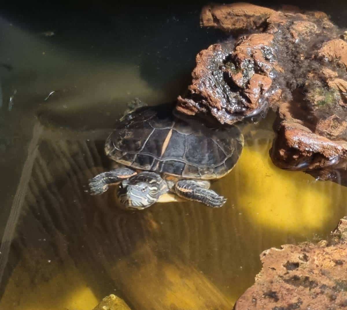 chrysemys picta dorsalis Rückenstreifen Zierschildkröte erwachsen adult im Wasser