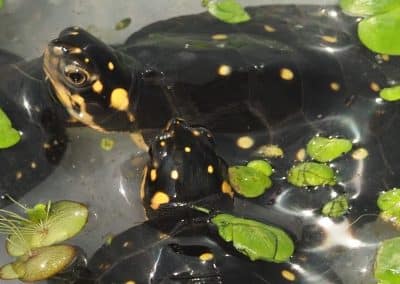 Clemmys guttata Tropenschildkröte Nachzuchten Babys