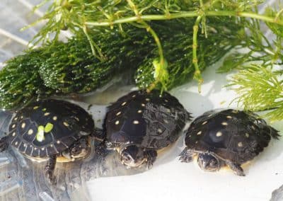 Clemmys guttata Tropfenschildkröte Nachzuchten drei im Wasser