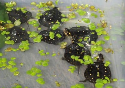 Clemmys guttata Tropfenschildkröte Nachzuchten mehrere im Wasser