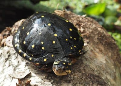 Clemmys guttata Tropfenschildkröte Panzer Kopf