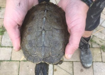 Höckerschildkröte in der Auffangstation Graptemys Vermittlung