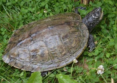 Graptemys pseudogeographica kohnii - Mississippi-Höckerschildkröte adult erwachsen im Rasen am Land