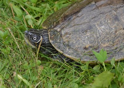 Graptemys pseudogeographica kohnii - Mississippi-Höckerschildkröte Kopfzeichnung