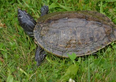 Graptemys pseudogeographica kohnii - Mississippi-Höckerschildkröte adult erwachsenam Land