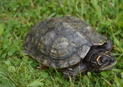 Graptemys pseudogeographica kohnii - Mississippi-Höckerschildkröte adult erwachsen Weibchen