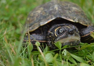 Beschreibung und Informationen zur Haltung einer Graptemys pseudogeographica kohnii - Mississippi-Höckerschildkröte