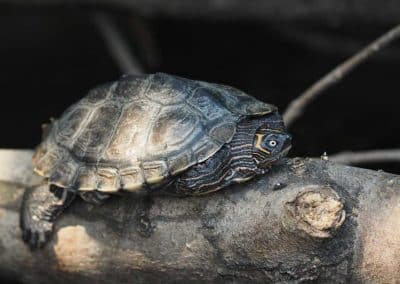 Graptemys pseudogeographica kohnii - Mississippi-Höckerschildkröte adult erwachsen am Land auf Holz unter der Sonne