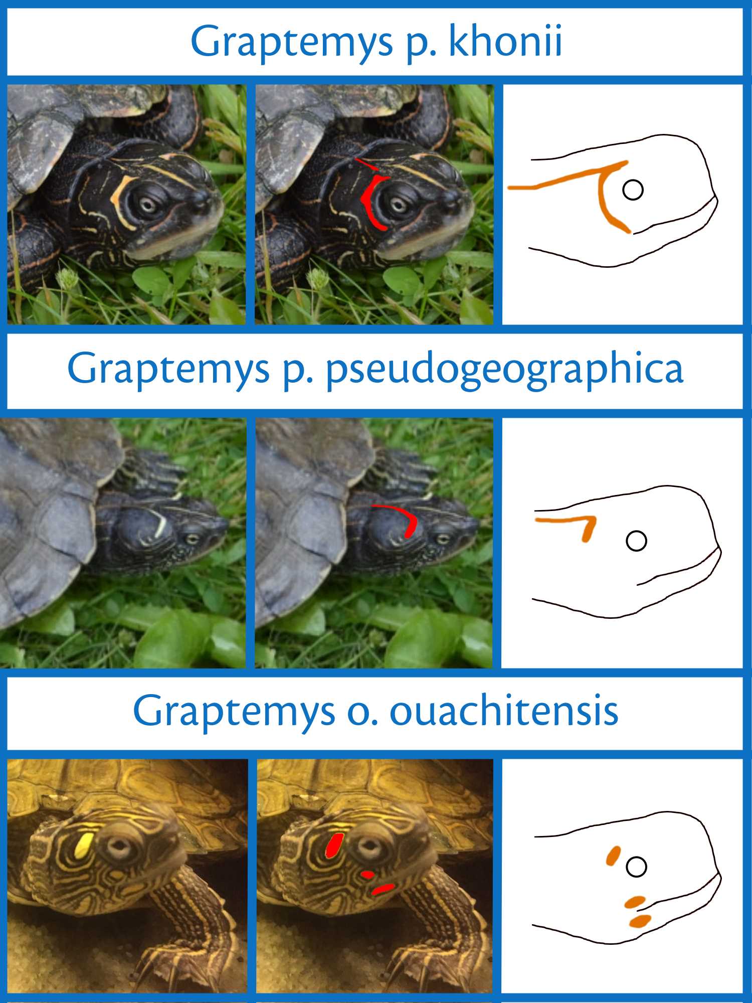 Unterschiede in der Kopfzeichnung zwischen Graptemys pseudogeographica khonii und Graptemys pseudogeographica pseudogeographica sowie Graptemys ouachtinesis