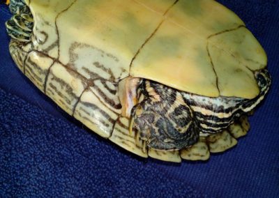 Schildkröte tot durch Nierenschaden 3