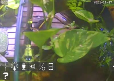 Wasserschildkröten Live Cams im Innenbereich 2