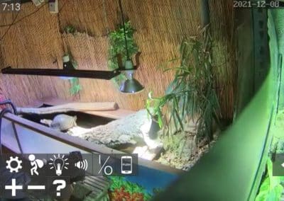 Wasserschildkröten Live Cams im Innenbereich 4