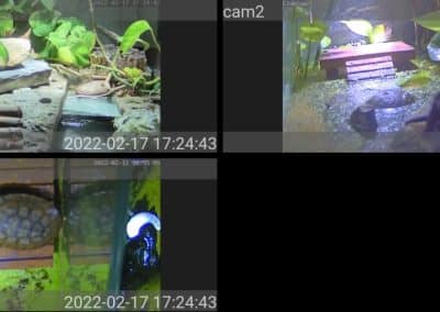 Wasserschildkröten Live Cams im Innenbereich Übersicht