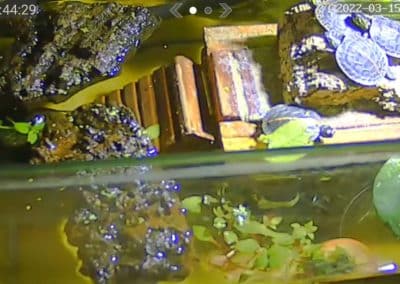 Wasserschildkröten Live Cams im Innenbereich 5