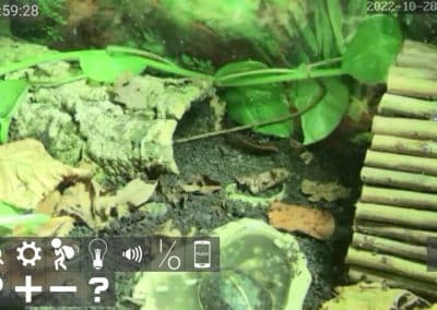 Wasserschildkröten Live Cams im Innenbereich 6