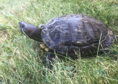 Trachemys scripta Buchstabenschmuckschildkröte im Rasen