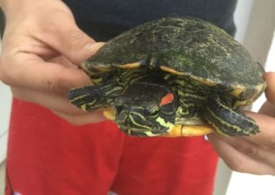 Trachemys scripta elegans Rotwangen-Schmuckschildkröte Kopfzeichnung