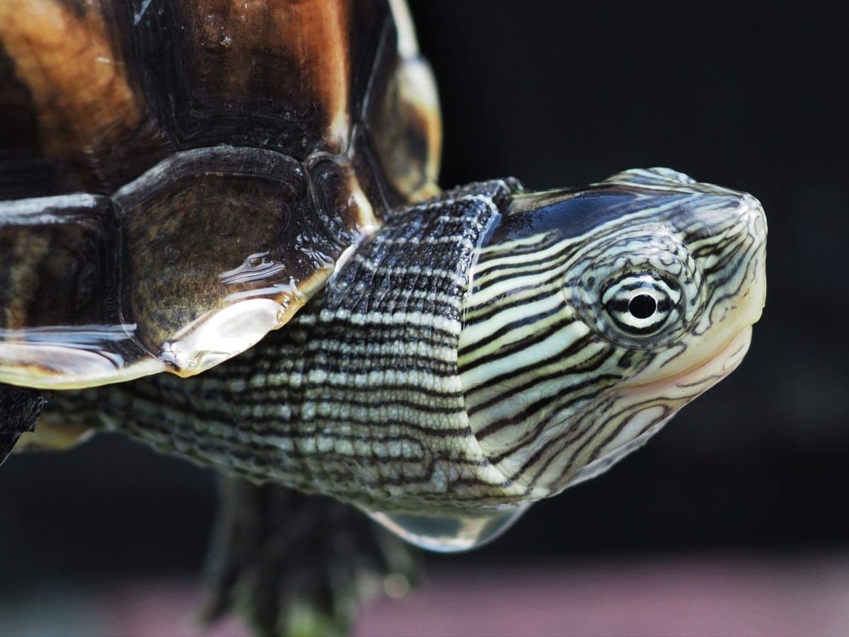 Beschreibung und Informationen zur Haltung einer Mauremys sinensis - Chinesische Streifenschildkröte Beschreibung und Informationen zur Haltung einer Mauremys sinensis - Chinesische Streifenschildkröte