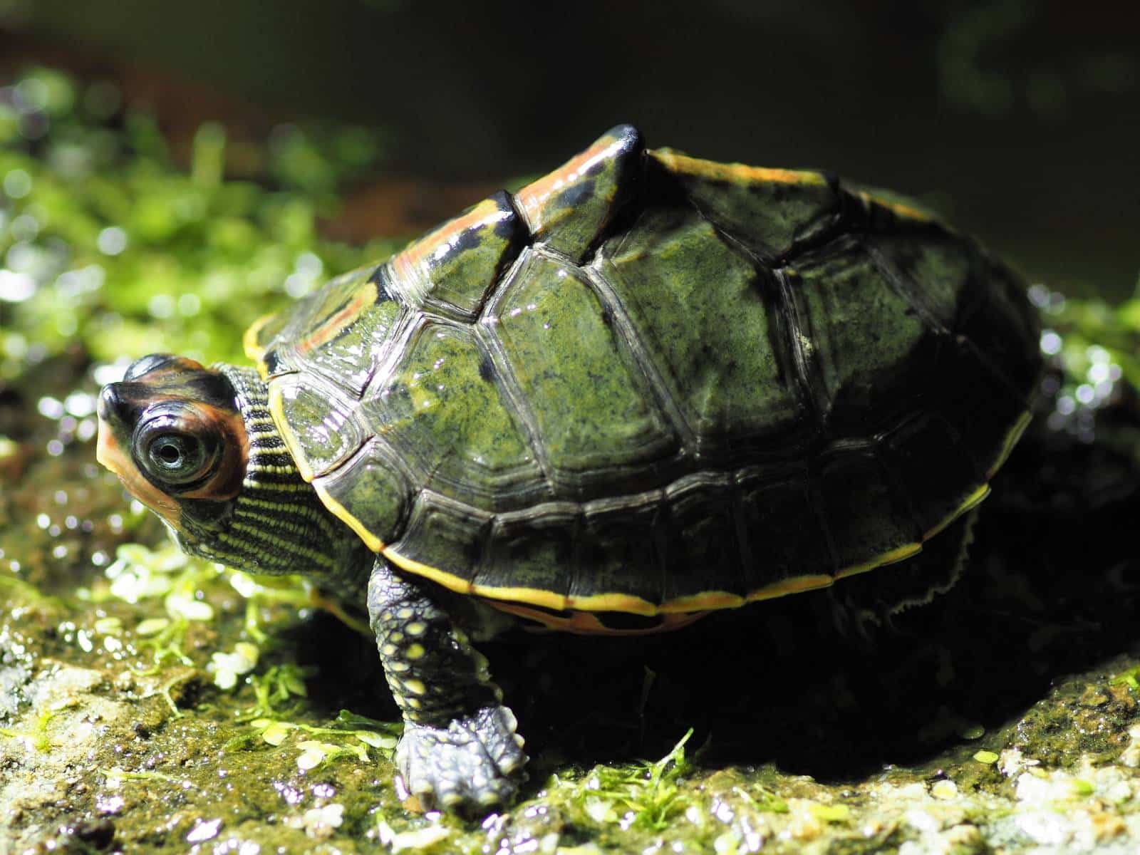 Indische Dachschildkröte - Panshura tecta seitliche Aufnahme