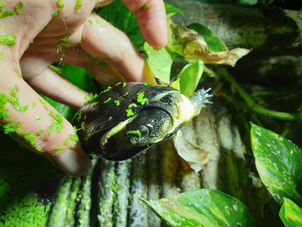Pelusios nanus - Zwergklappbrustschildkröte adult erwachsen ausgewachsen Männchen Bock seitlich
