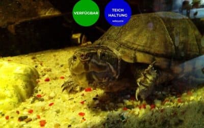 Sternotherus odoratus – Gewöhnliche Moschusschildkröten Vermittlung