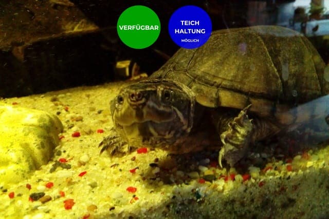 Sternotherus odoratus – Gewöhnliche Moschusschildkröten Vermittlung kaufen