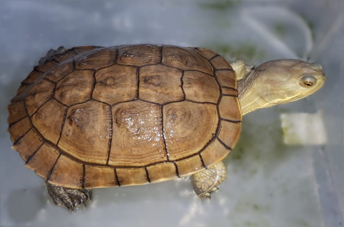 Beschreibung und Informationen zur Haltung einer Trachemys decussata - Kubanische Schmuckschildkröte
